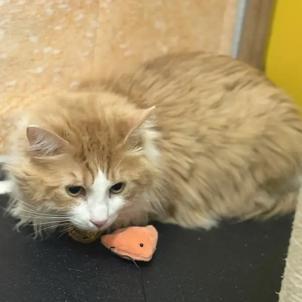 Comfortable cat during a boarding stay
